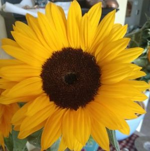 Meet your Posher, Misty